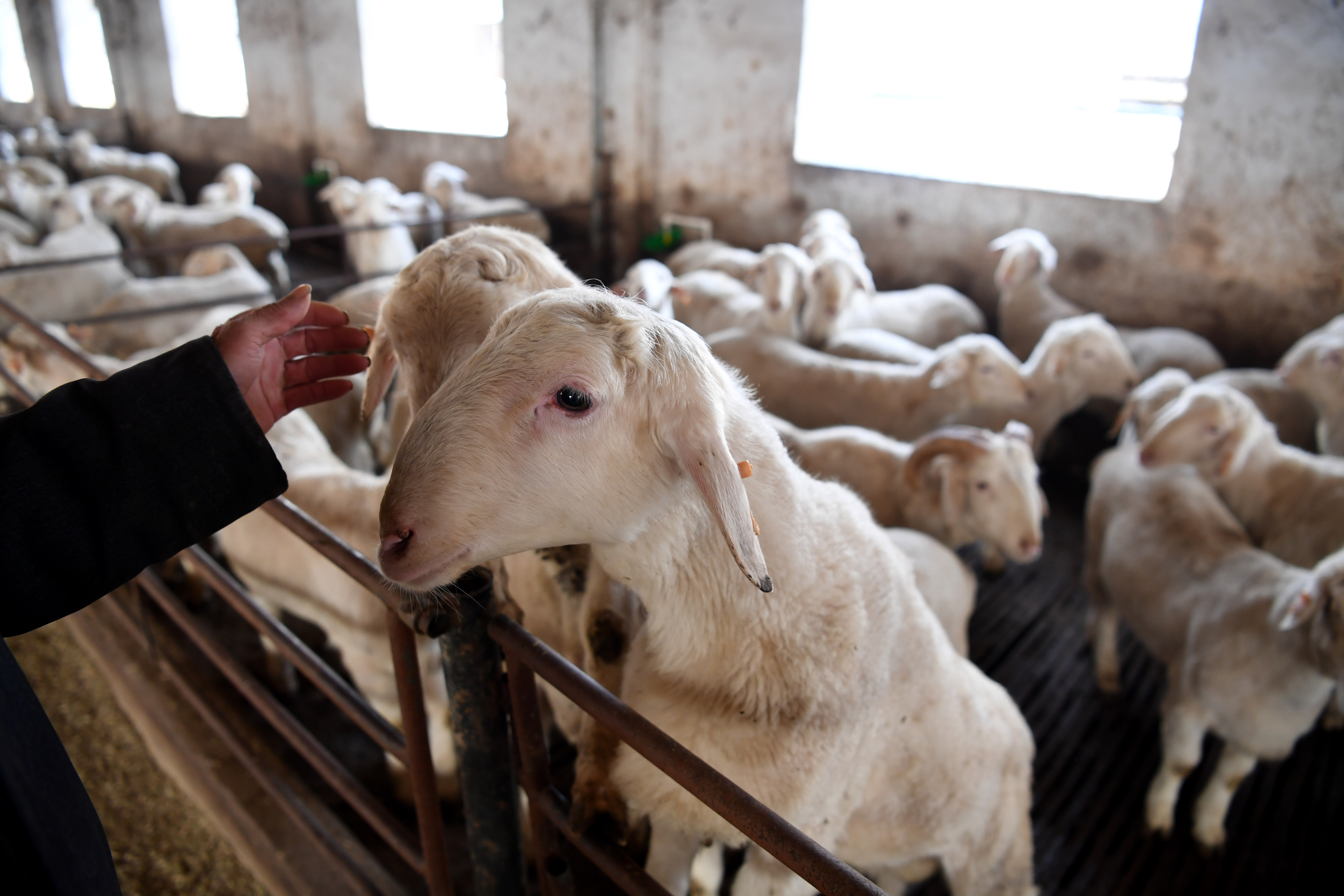 河南睢县:羊养殖产业助脱贫