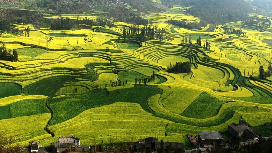 原創
            這個春節假期，迷失在羅平的油菜花海里，難以自拔，不想回去上班 旅遊 第7張