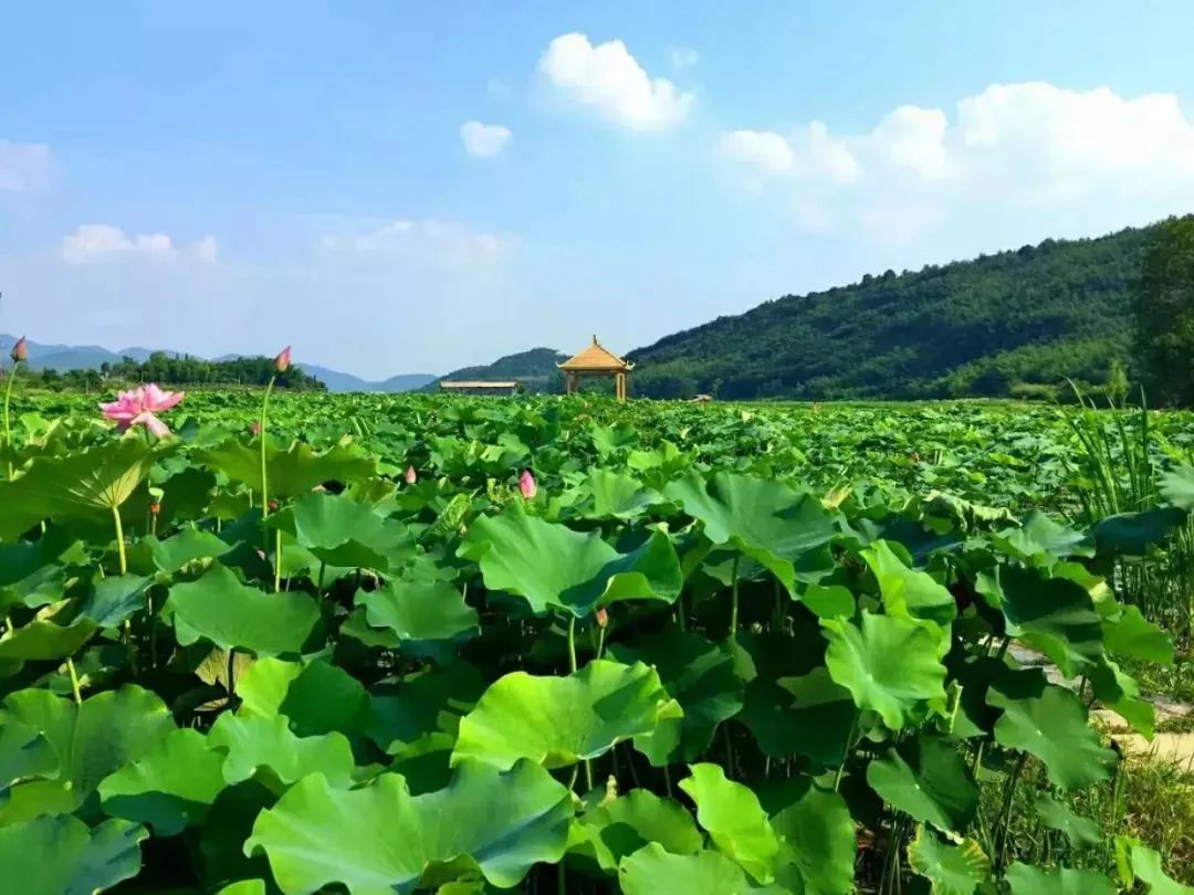 德安县雁家湖公园图片