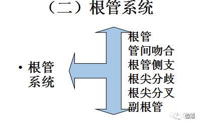 送給準備及剛當牙醫的您牙體解剖生理之牙髓腔各部名稱及形態三