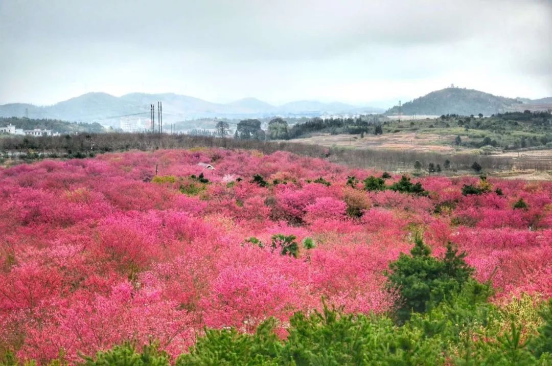 高椅岭樱花图片