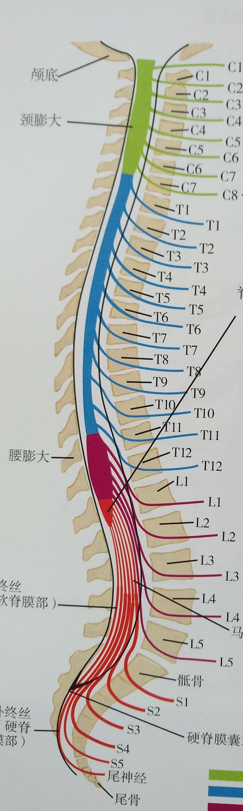 腰椎L1L2L3L4L5的位置图片