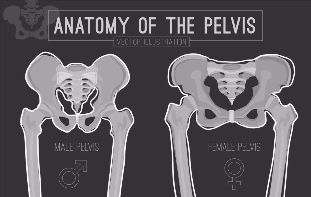 男女盆骨构造的区别很大