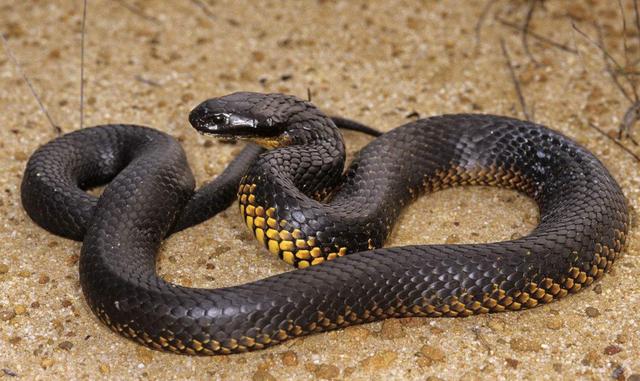 世界五大毒蛇图片