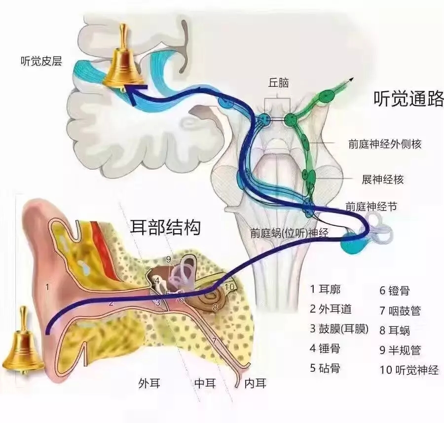 听觉中枢传导通路图图片