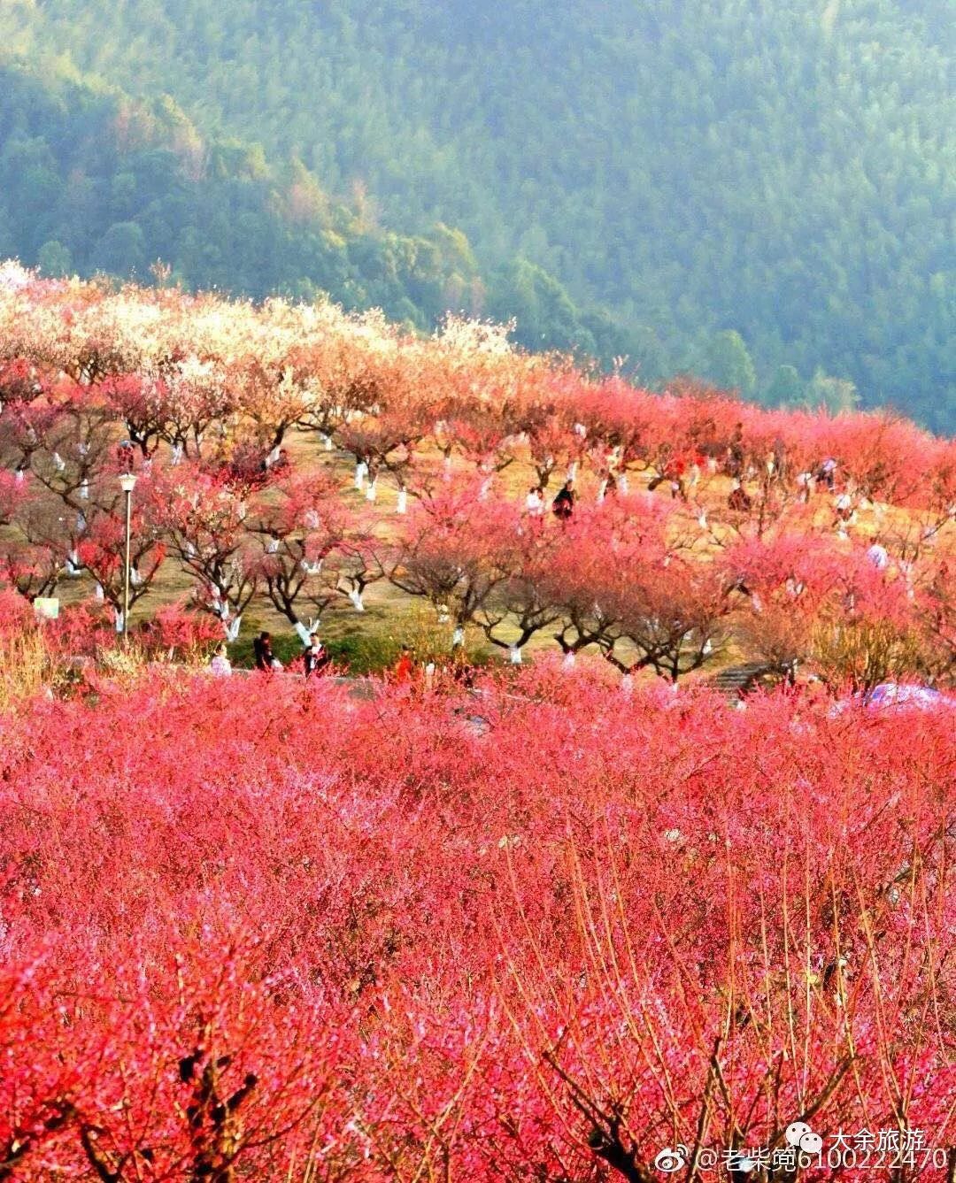 江西大余梅花大观园图片