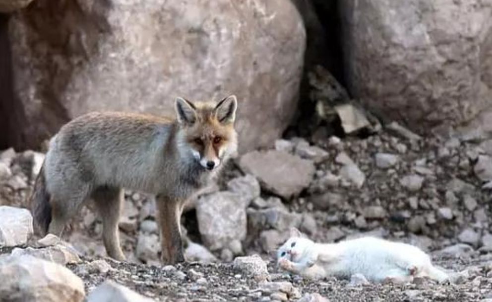 跨物种的友谊狐狸和猫竟然开始相依为命