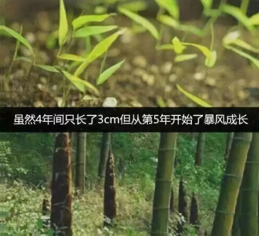 竹子用了4年的时间,仅仅长了3cm,在第五年开始,以每天30cm的速度疯狂
