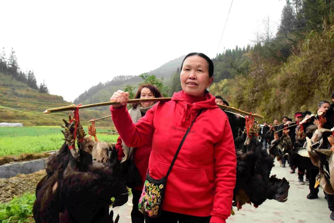 榕江县古州镇乌花村举办姑妈回娘家活动,一名姑妈挑着鸡回娘家