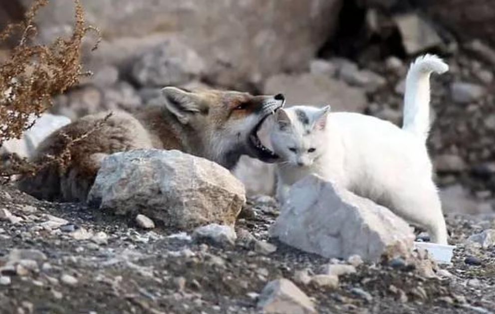 跨物种的友谊狐狸和猫竟然开始相依为命