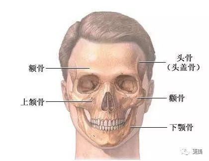 人脸骨骼结构图图片