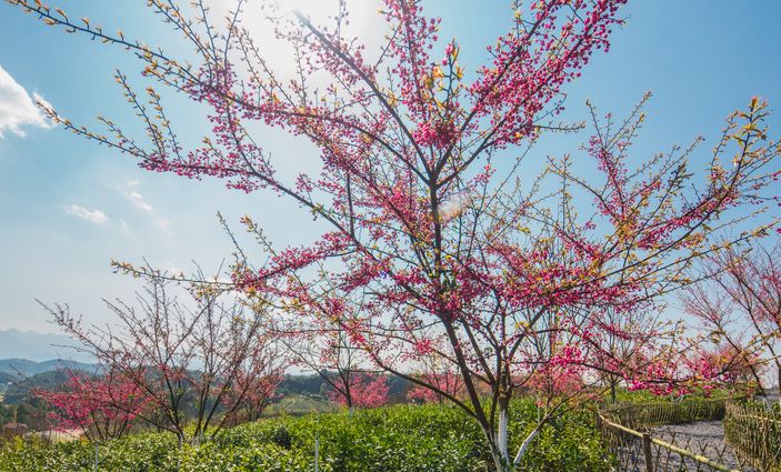 与高椅岭景区隔郴永大道相望,是顺峰旅游集团投资开发的飞天山旅游