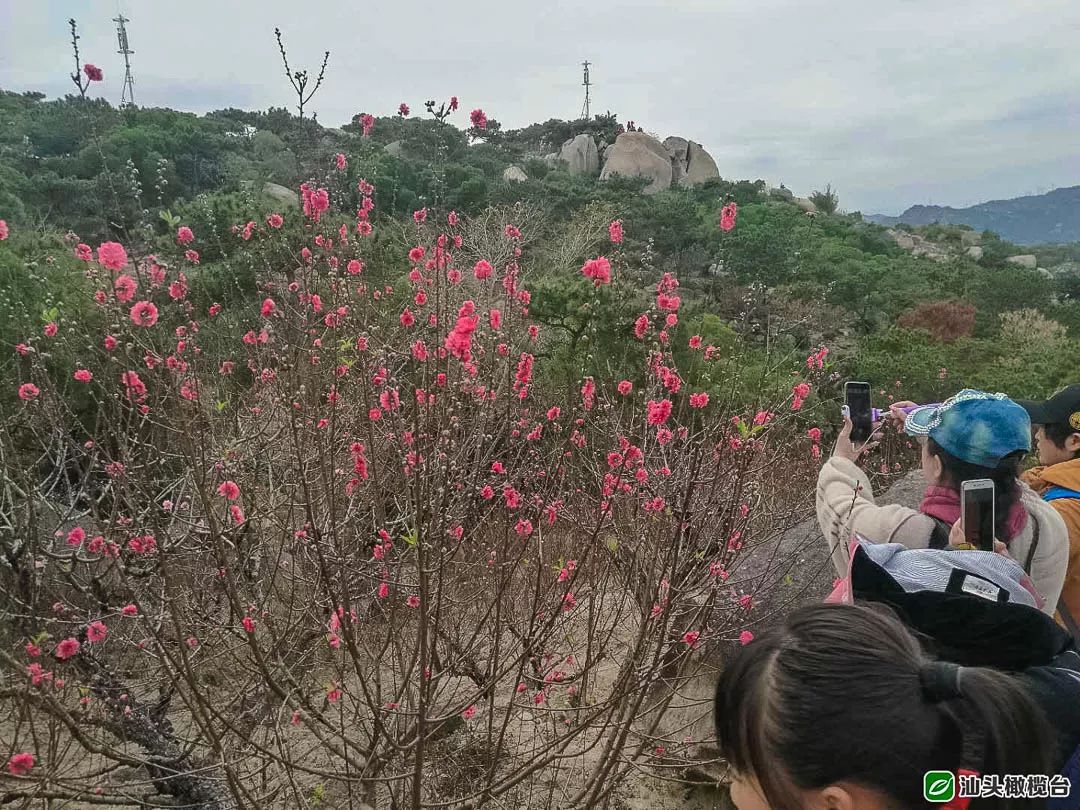 濠江区巨峰寺桃花节图片