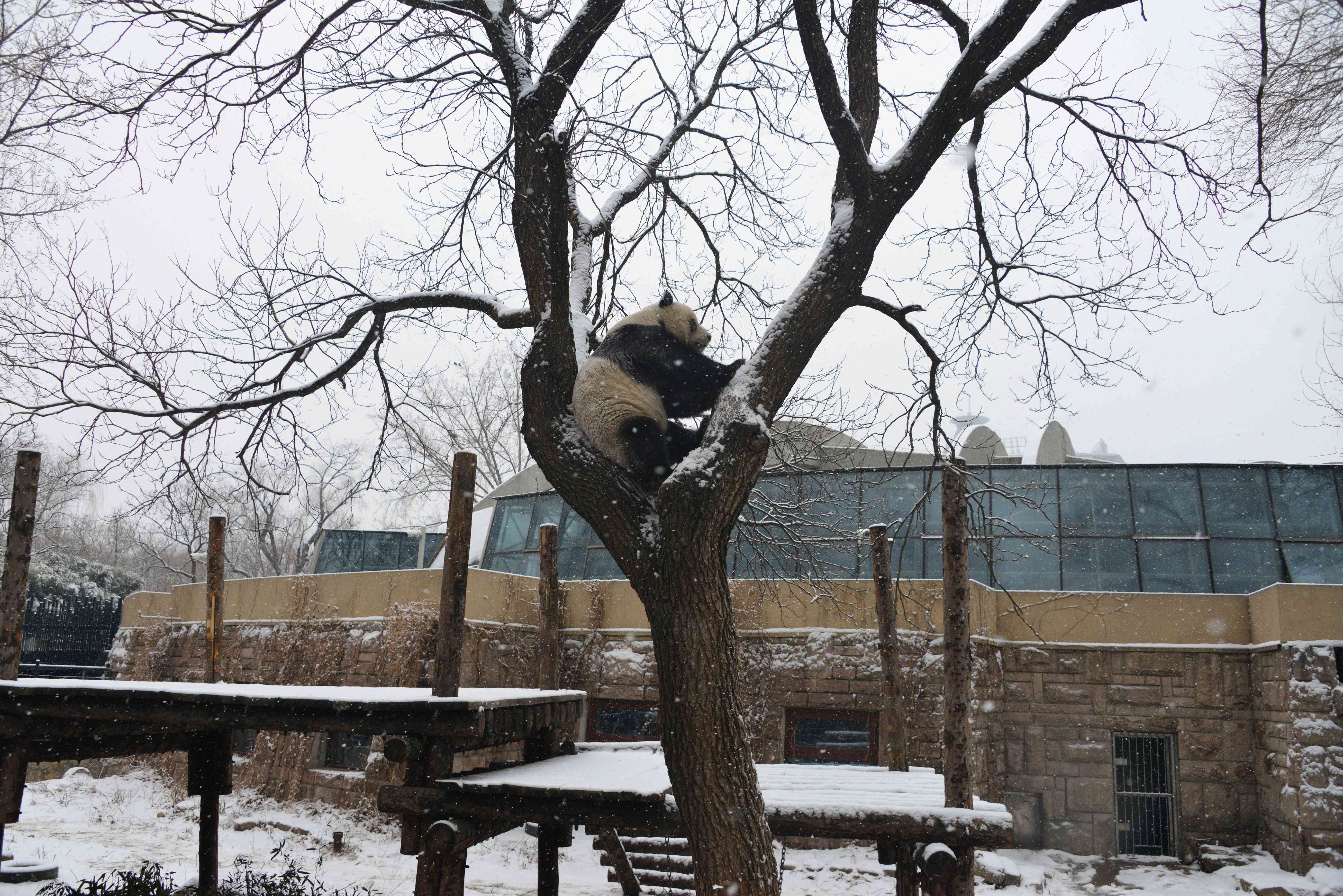 大熊猫雪中爬树