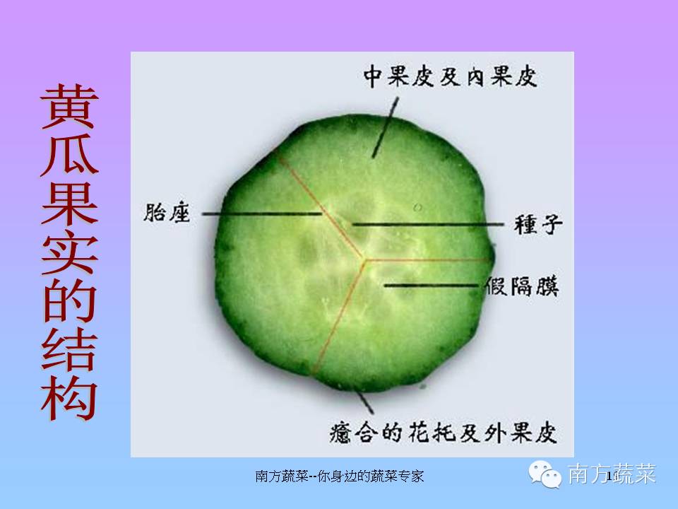 含笑花胎座图图片