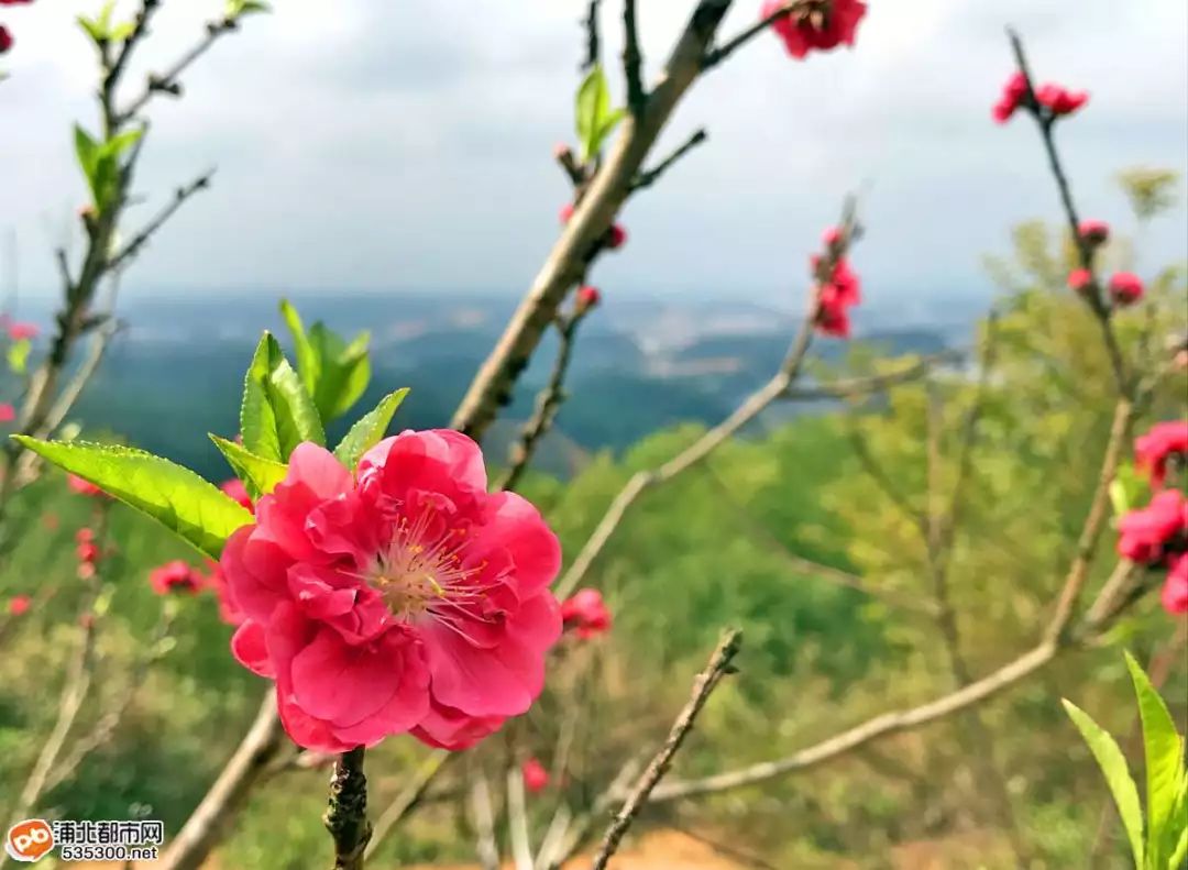 浦北公豬脊已是桃花開滿山,約嗎?