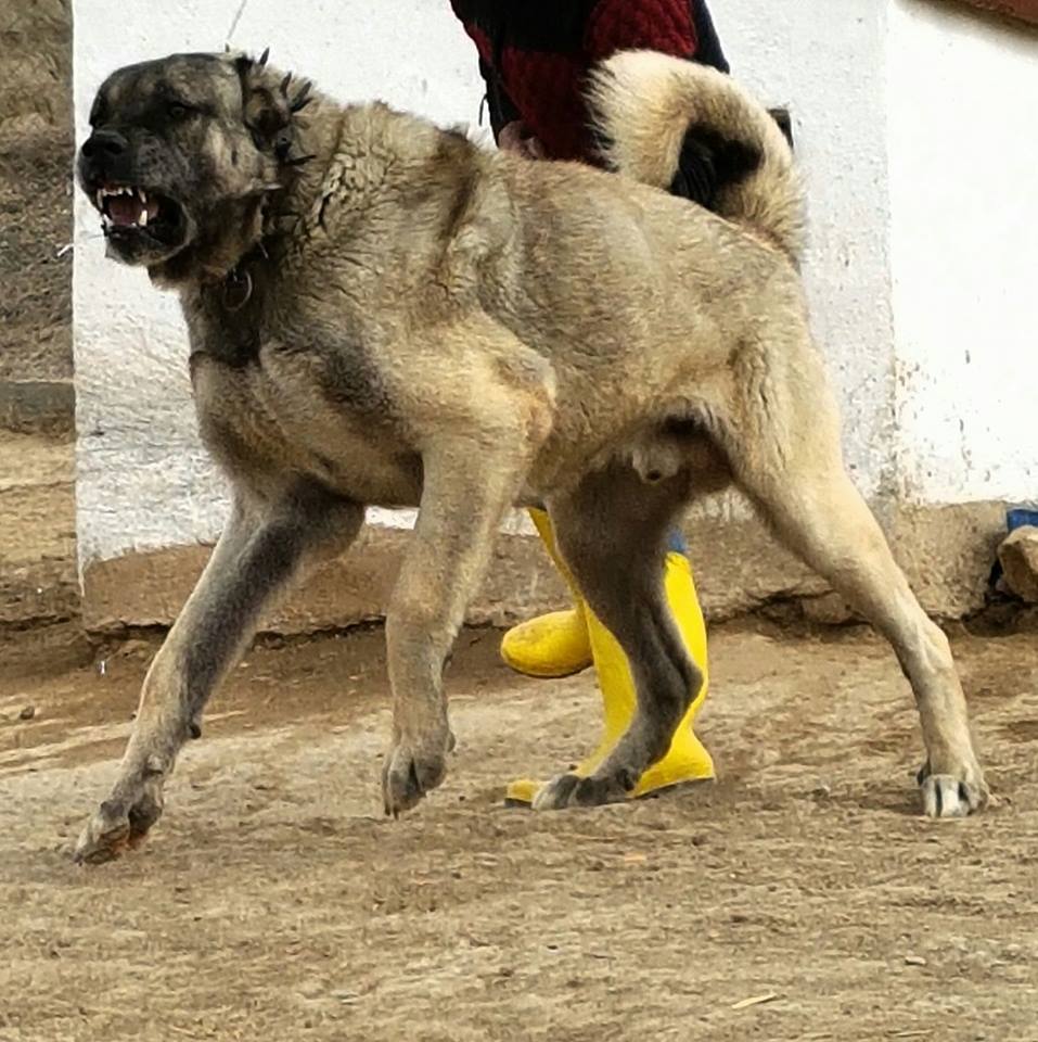 原創
            擁有千年戰犬血脈的猛犬，草原真正的霸王，被譽為「狼族收割機」 未分類 第3張