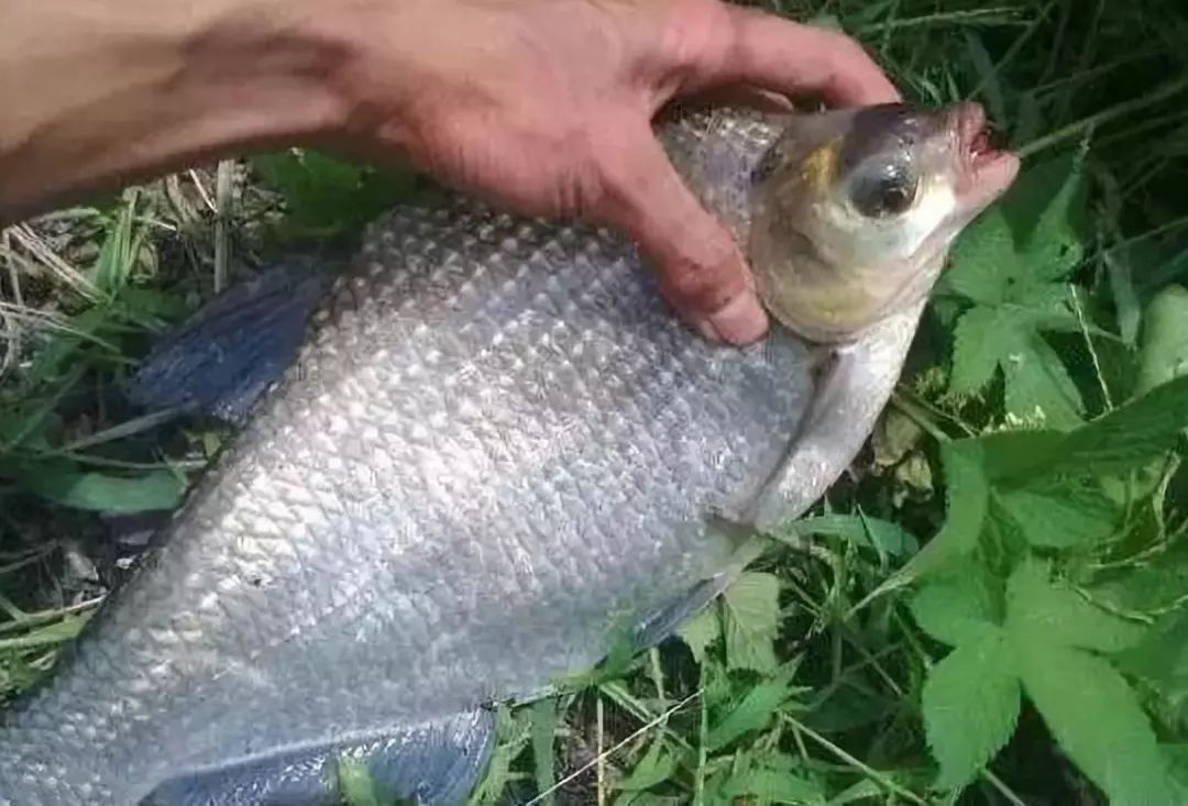 老司機透露野釣鯿魚的釣法,一到春天就想釣_餌料