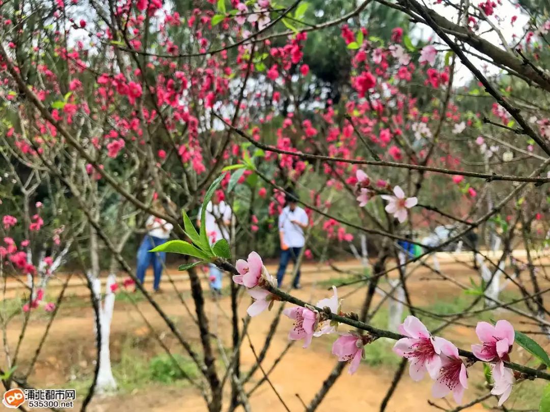 大清早,在公豬脊森林公園半山腰上的桃花林裡已是人來人往.