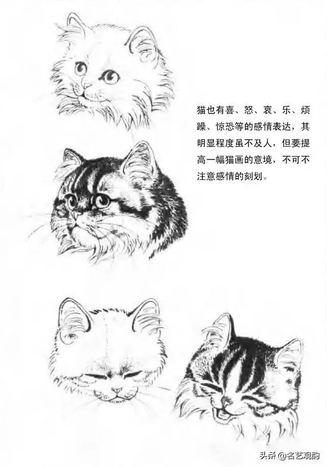 表情身体毛发头部眼睛猫的结构,动态图讲解猫生性好动,好奇心极,对