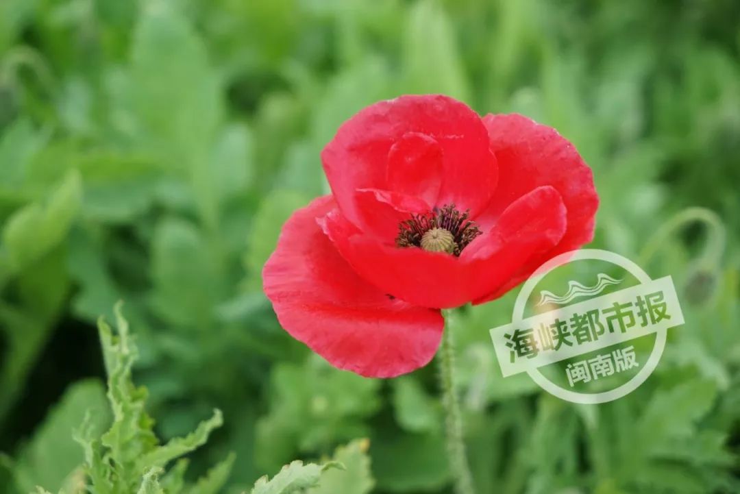 前方高能 大片油菜花田