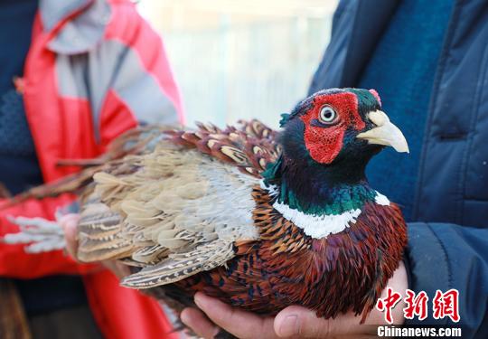 野鸡养殖前景怎么样 