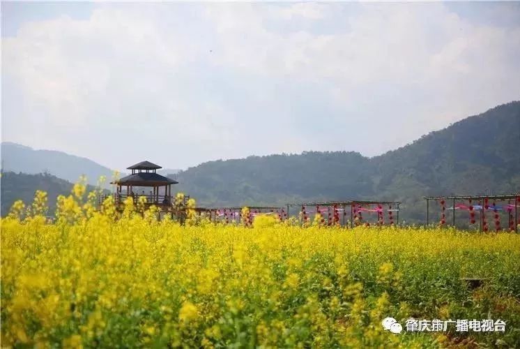 德庆玉龙寨景区金灿灿,大片油菜花迎春绽放!