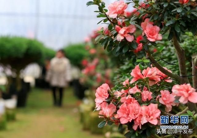 2月9日,漳平市永福鎮一處杜鵑花種植基地,杜鵑花盛放,一名小遊客在