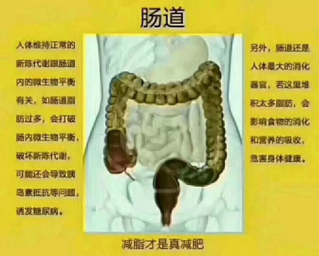 每日小知識腸道排毒的好處