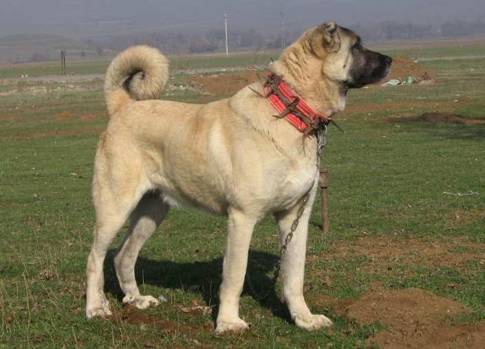 原創
            擁有千年戰犬血脈的猛犬，草原真正的霸王，被譽為「狼族收割機」 未分類 第1張