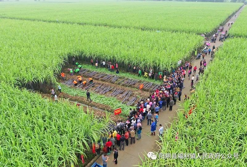 福利镇庆祝首届中国农民丰收节暨首届果蔗文化节摄影作品展二