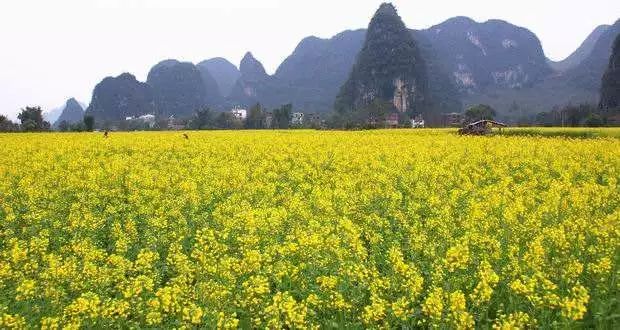 桂林田心村距離桂林市區最近的油菜花觀賞地,看動車從萬頃花叢奔馳而