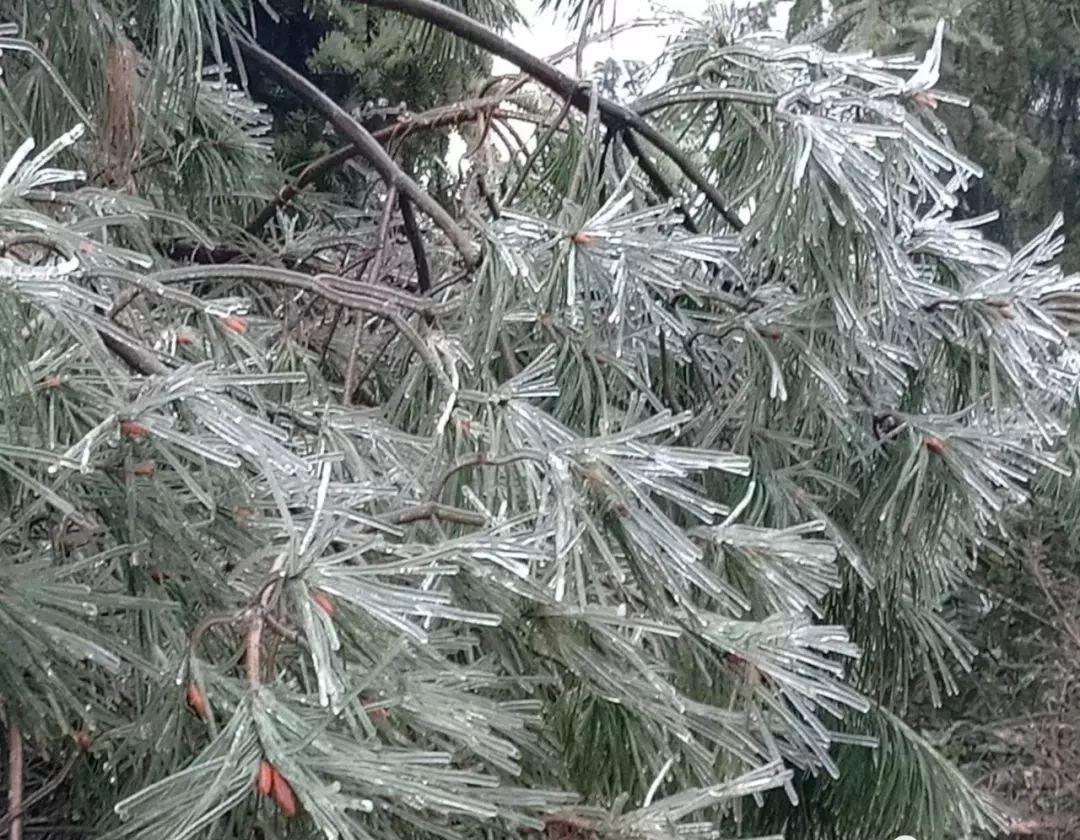 唐述芝会长的诗值得收藏