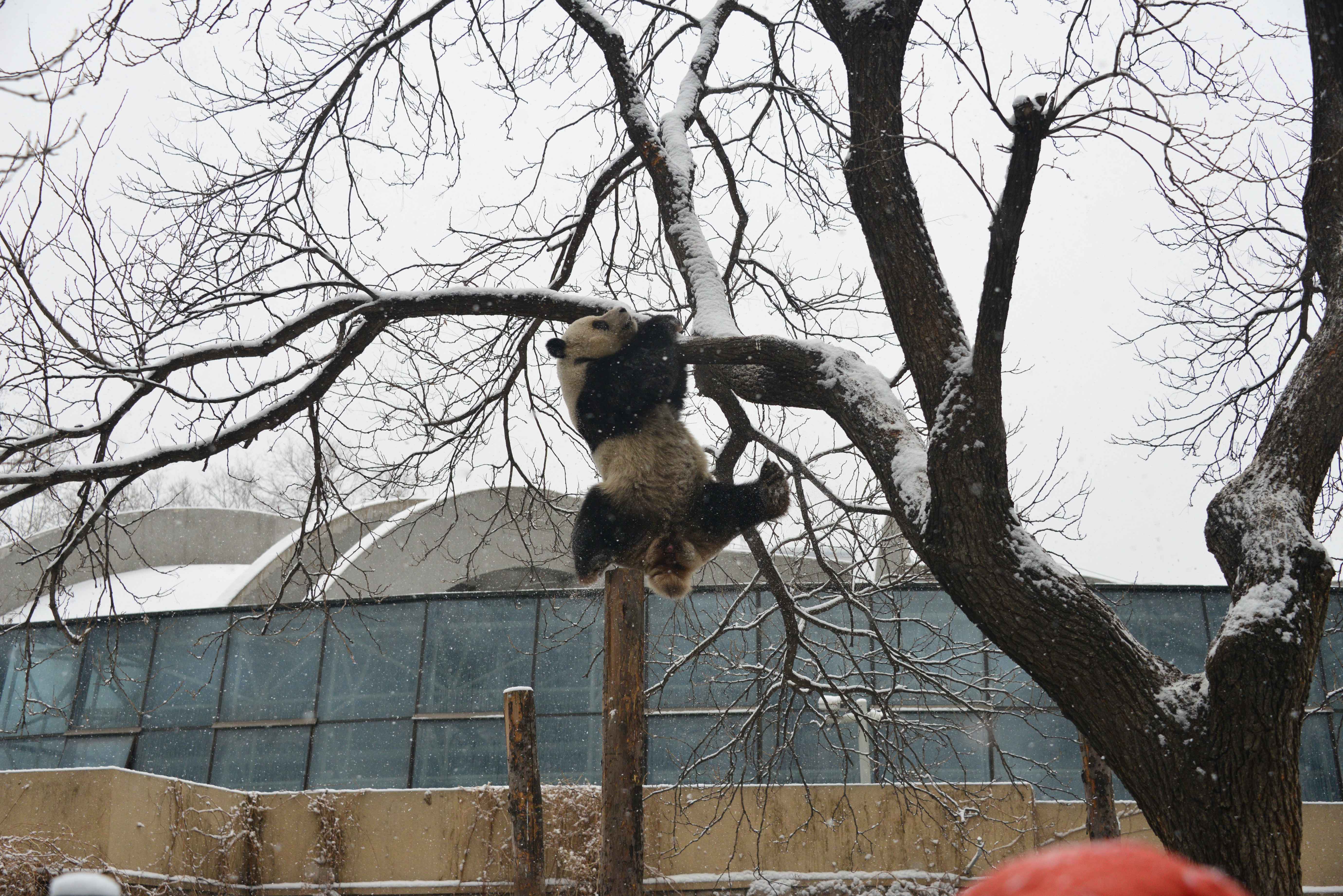 大熊猫雪中爬树