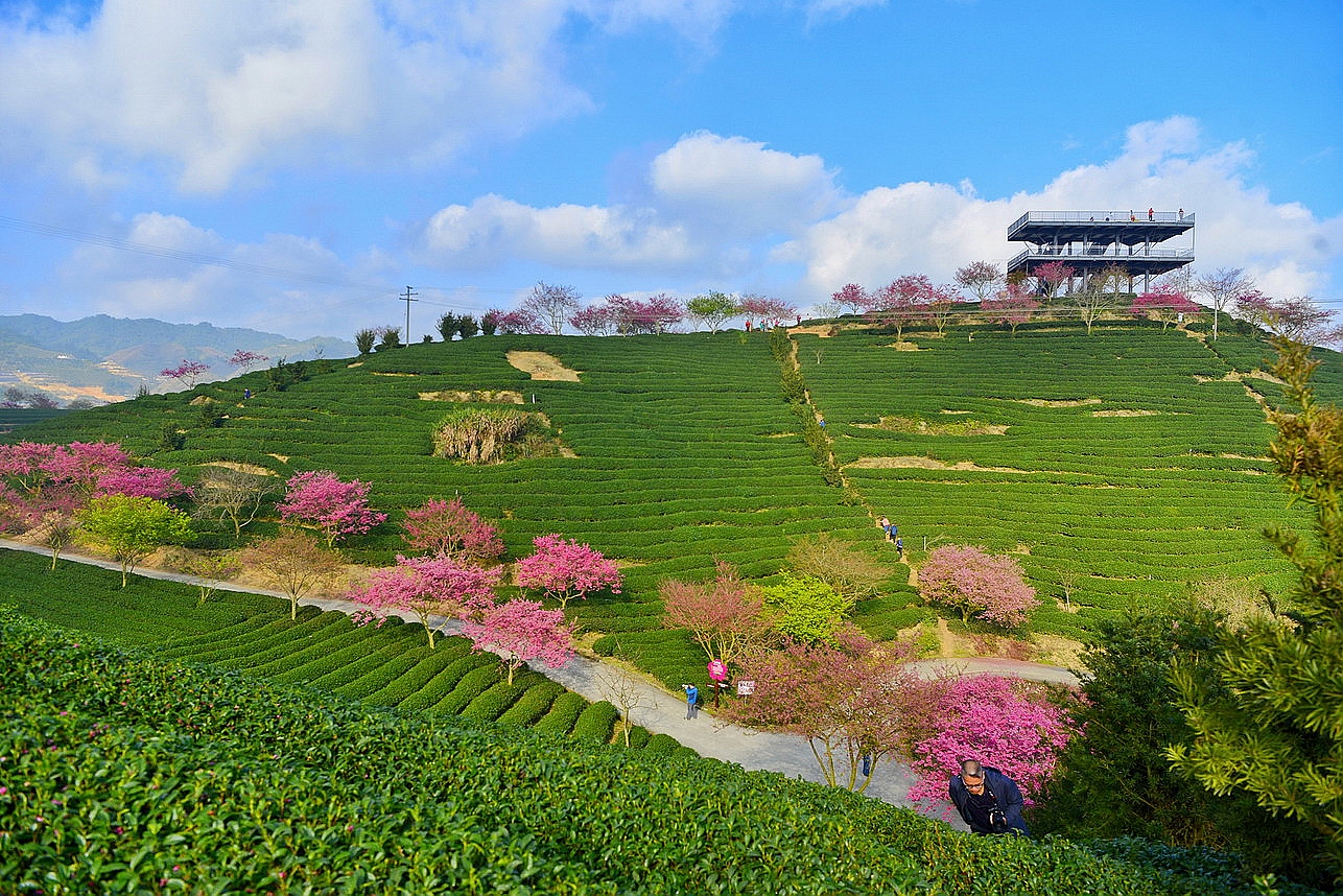 【实拍】漳平永福：艳迷大陆阿里山的中国最美樱花圣地