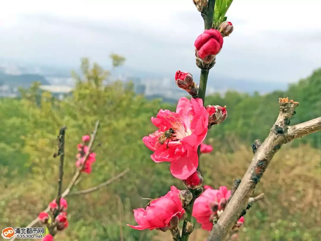 浦北公豬脊已是桃花開滿山,約嗎?