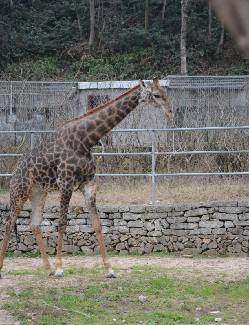 溫嶺動物園親子套票1大1小399元搶購到正月十五都可用