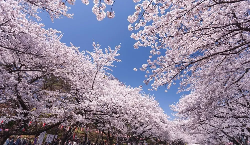 北海道五一賞櫻路線本州五月芳菲盡,北海道櫻花始盛開