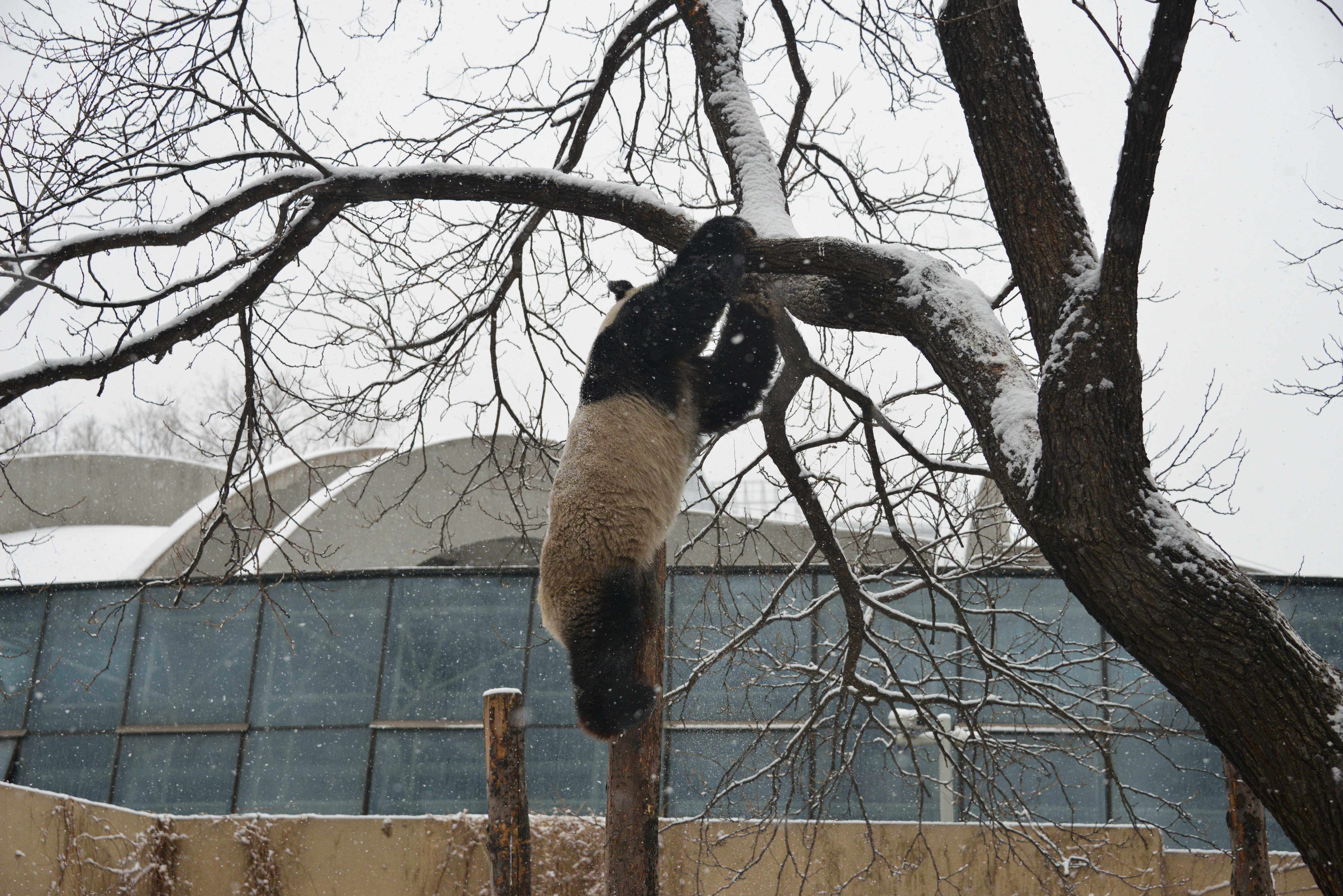 大熊猫雪中爬树