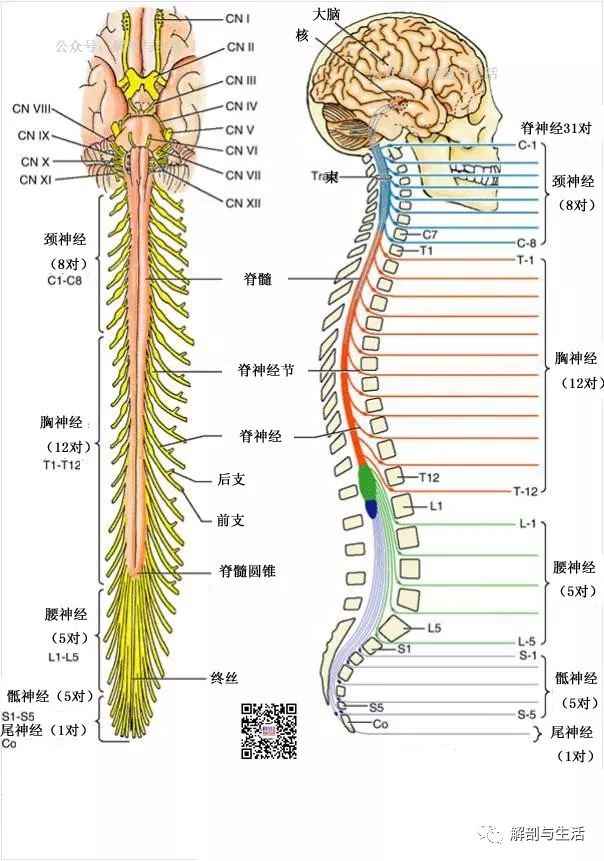 脊髓圆锥马尾图片