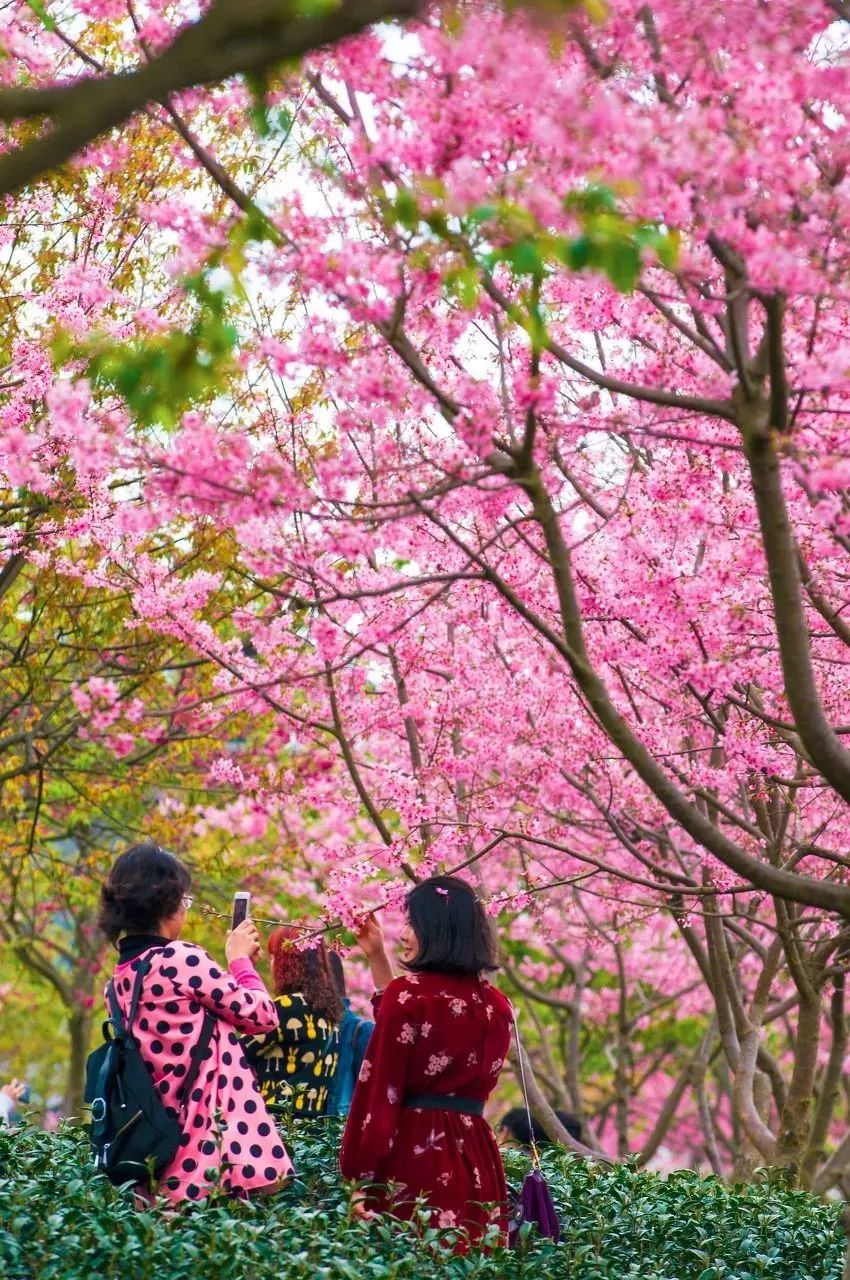 世界最大櫻花園竟就在這裡比日本的大5倍是阿里山的10倍美