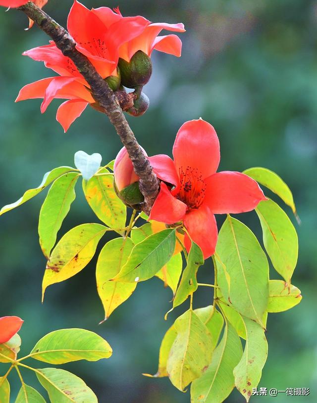 【花开校园】木棉,花叶同在