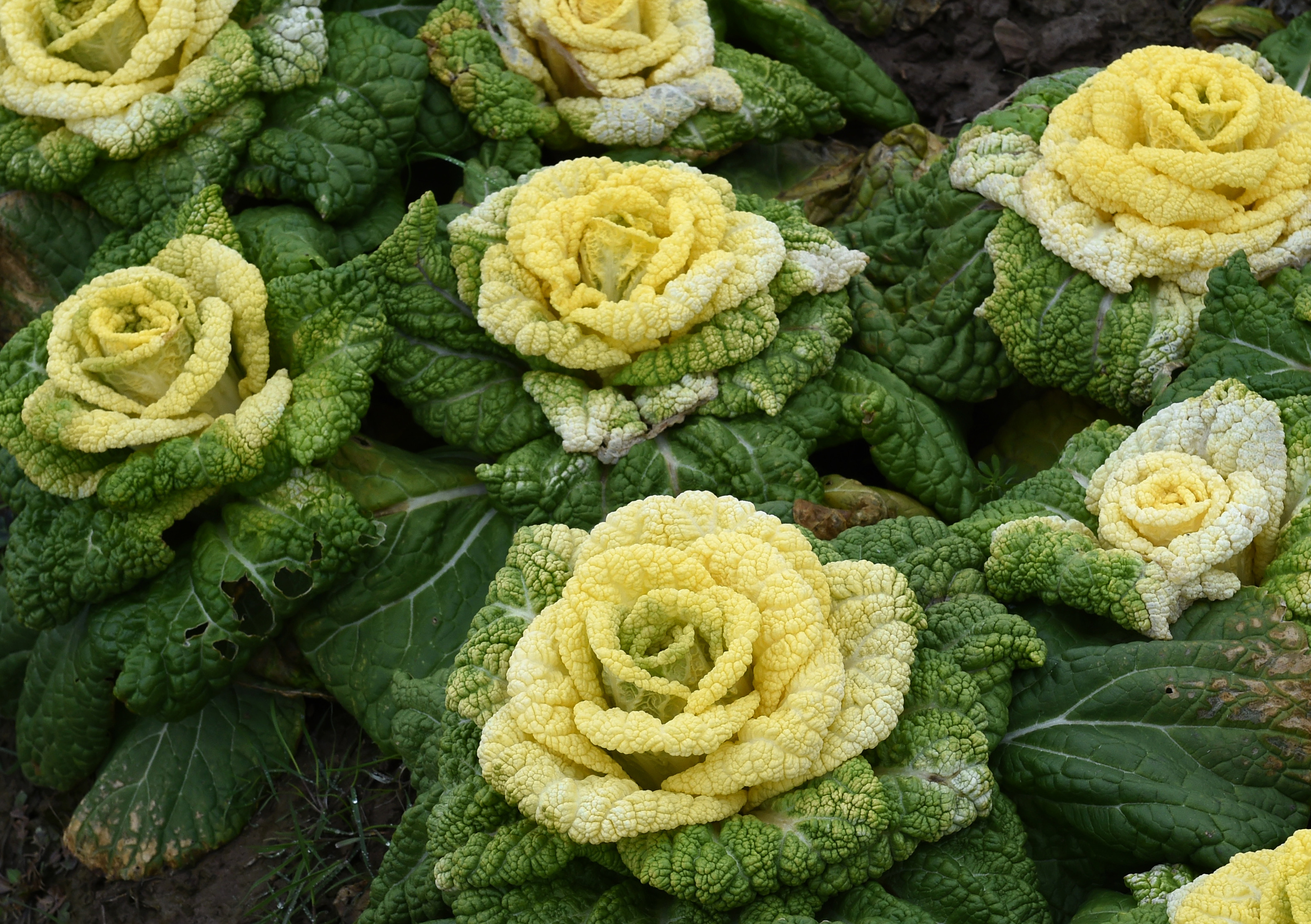 朱旺白菜花基地图片