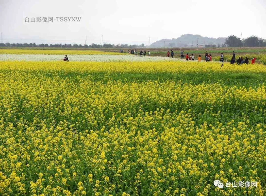 美丽乡村迷人花海台山广海山背村网红花海恍若世外桃源