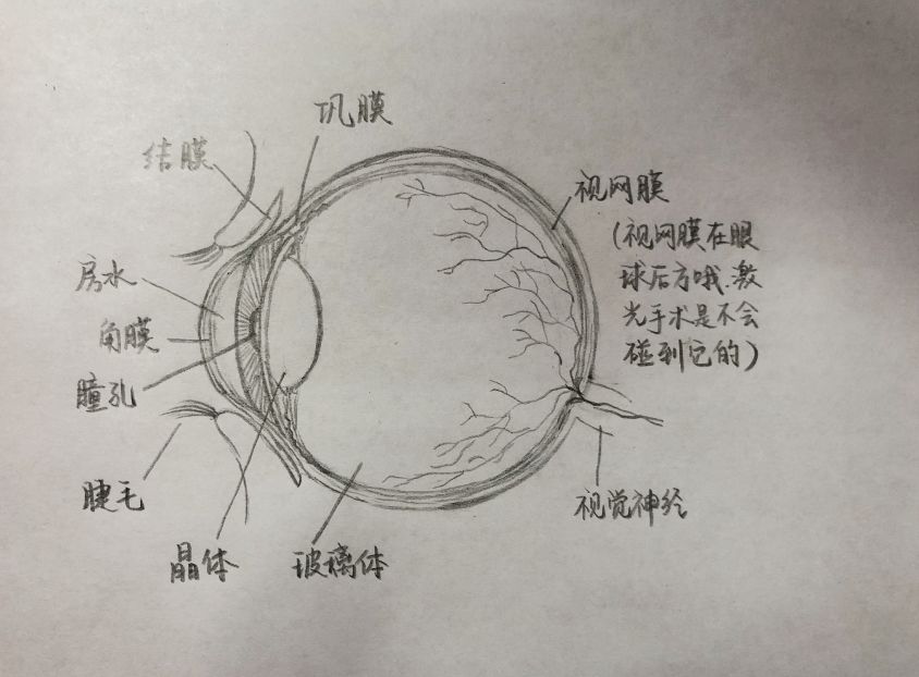 眼球解剖图手绘简画图片