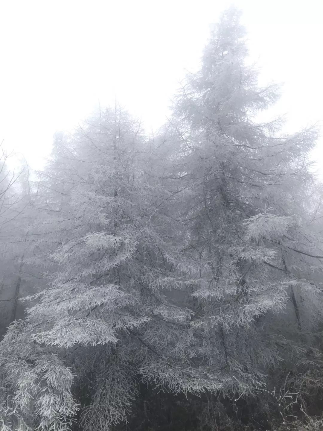 齐岳山雪景图片