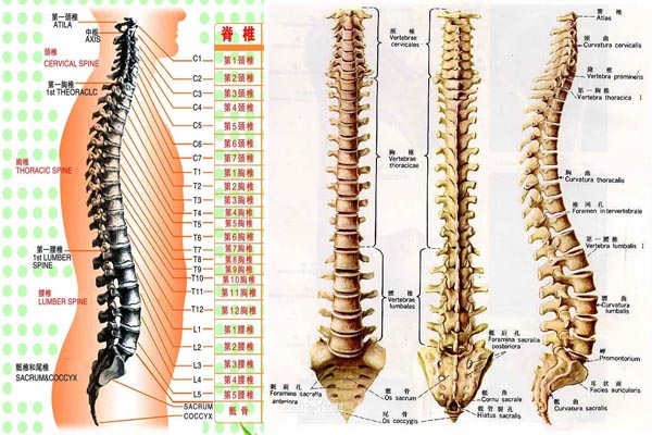 后背脊柱图片构造图解图片