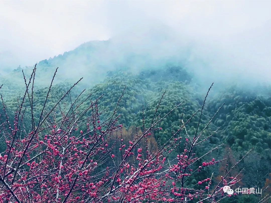 黄山南大门花谷图片