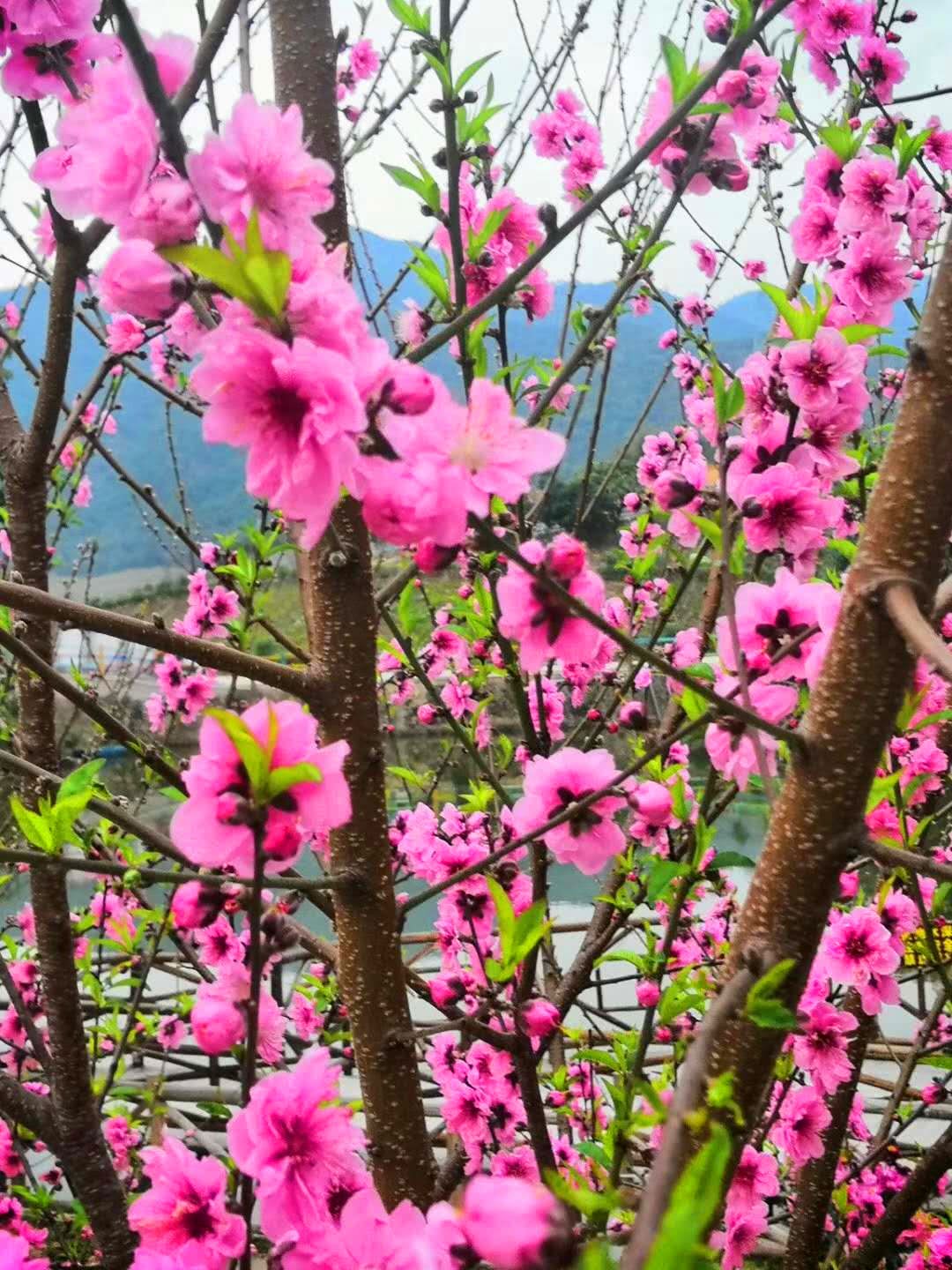 情人节生日的你免费游玩清远静山湖马戏杂技桃花萌宠邀你来畅游