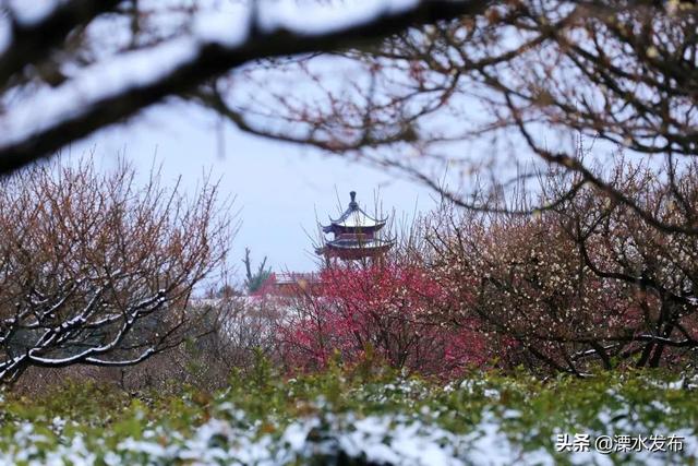 紅梅傲雪綻放裁一幅淡雅梅園畫一起來溧水尋香吧